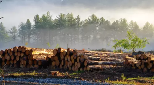 Timber Sawlogs